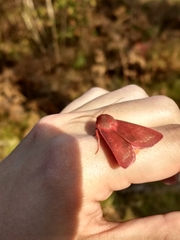 Psectraglaea carnosa