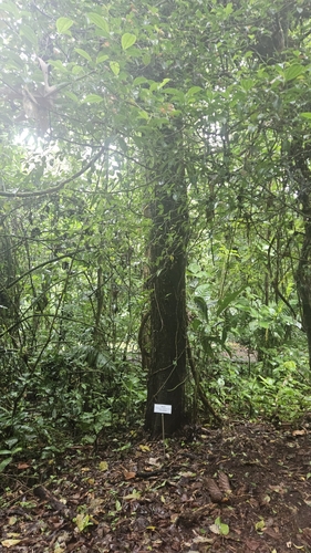 Heliocarpus appendiculatus - Whole tree