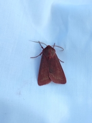 Psectraglaea carnosa