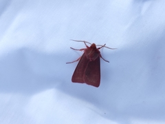 Psectraglaea carnosa