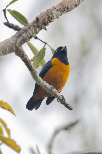 Rufous-bellied Euphonia (Euphonia rufiventris), photo 2