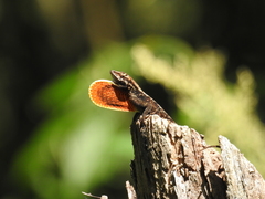 Anolis mccraniei
