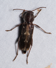 Xylotrechus sagittatus