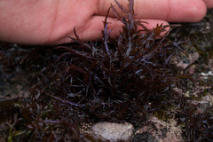 Chondracanthus chamissoi