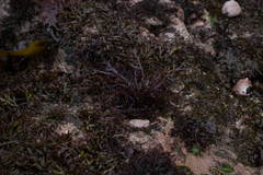 Chondracanthus chamissoi