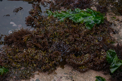 Chondracanthus chamissoi