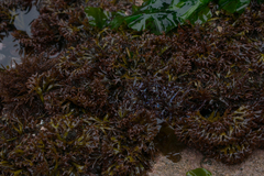 Chondracanthus chamissoi