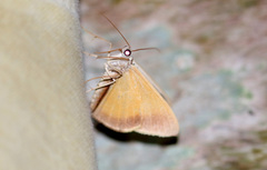 Palyas micacearia