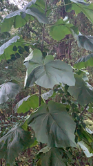 Paulownia tomentosa
