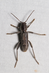 Xylotrechus sagittatus