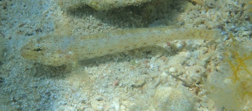 Gobius incognitus
