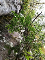 Prumnopitys standleyi