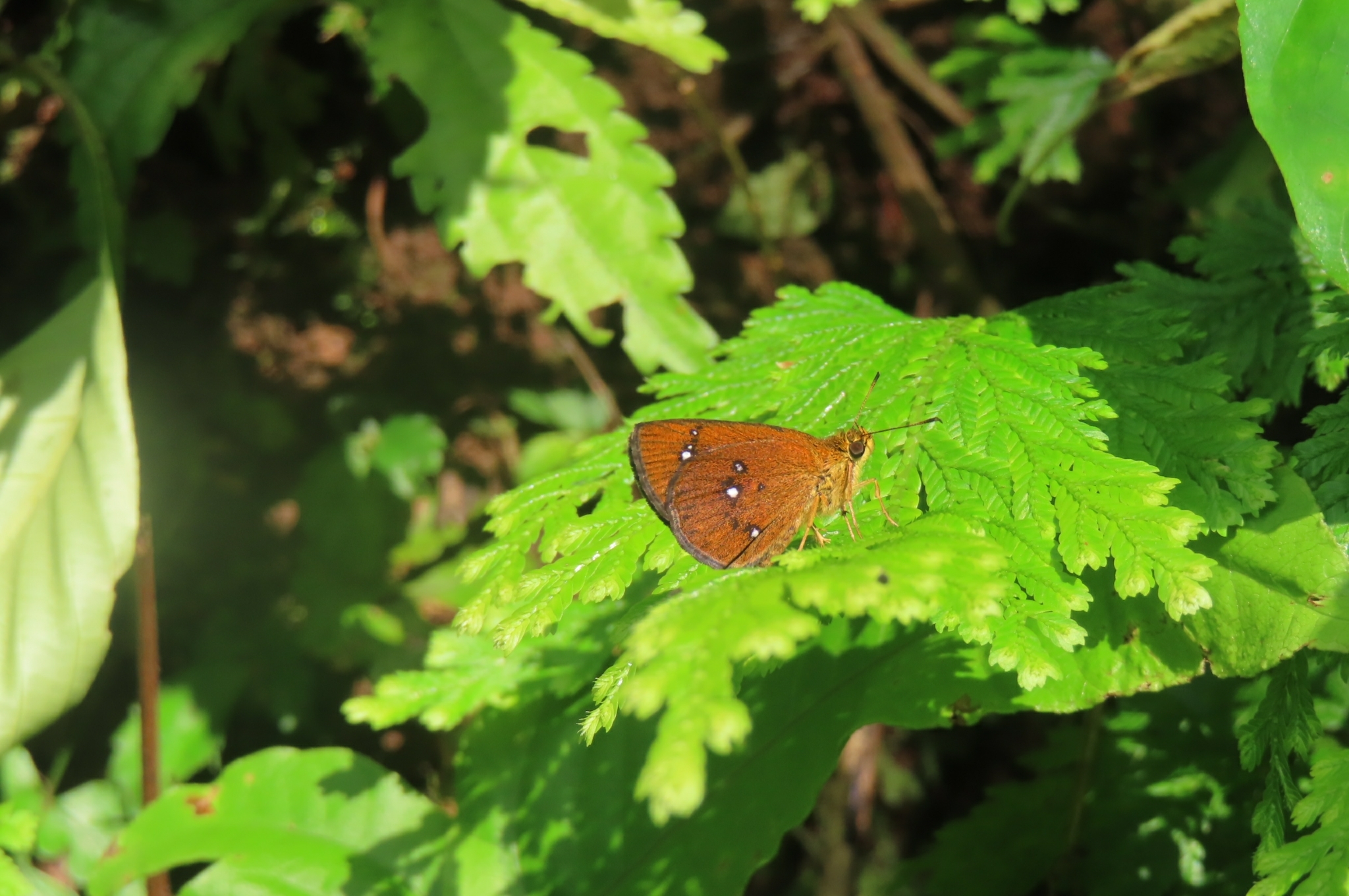 Chestnut Bob