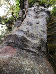 Prumnopitys standleyi