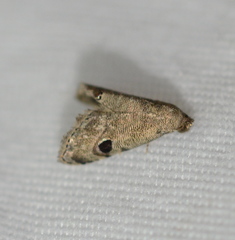 Abablemma brimleyana