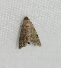 Abablemma brimleyana