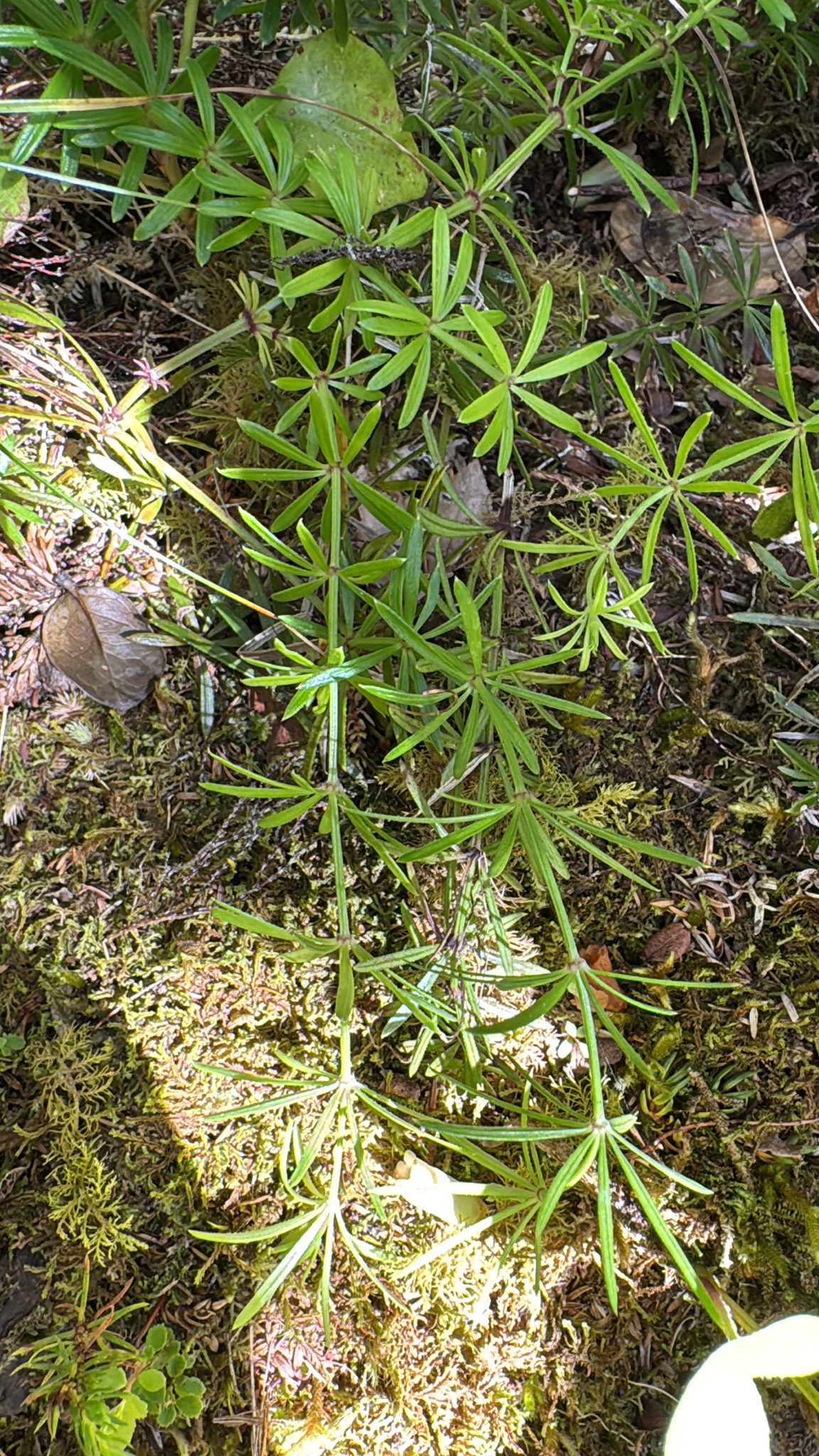 Rubia agostinhoi