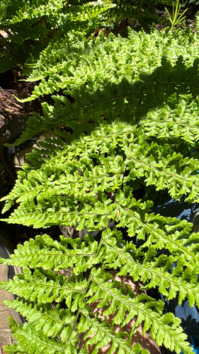 Parsley Buckler-fern (Dryopteris crispifolia)
