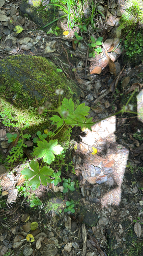Azores sanicle (Sanicula azorica)