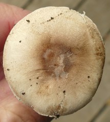 Leucoagaricus adelphicus