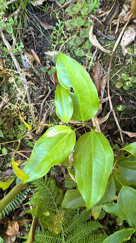 Smilax azorica (Smilax azorica)