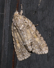 Acronicta immodica