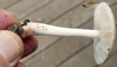 Leucoagaricus adelphicus