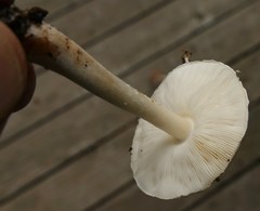 Leucoagaricus adelphicus