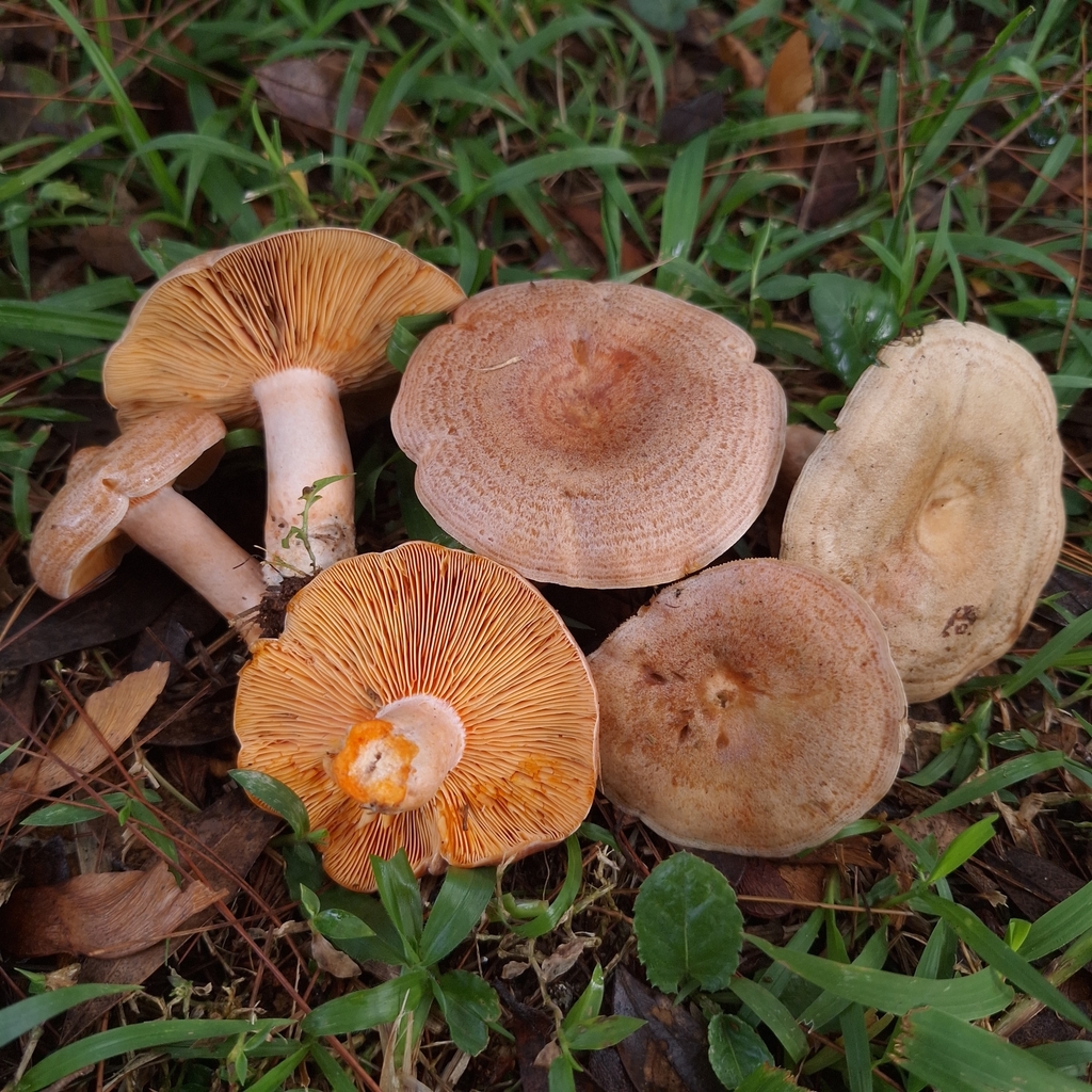 Lactarius quieticolor · June 2025 · photo: © deniszabin (iNaturalist, cc-by)