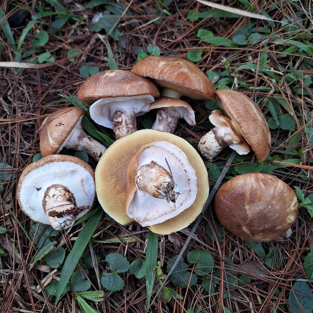 Suillus salmonicolor · June 2025 · photo: © deniszabin (iNaturalist, cc-by)