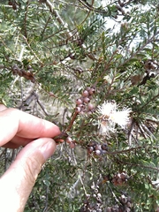 Melaleuca cheelii