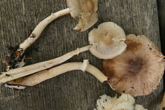 Leucoagaricus adelphicus