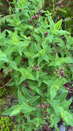 Hypericum foliosum (Hypericum foliosum)