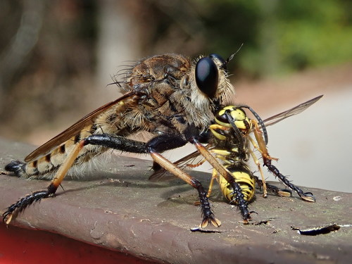 Red-footed Cannibal Fly