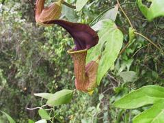 Aristolochia macroura