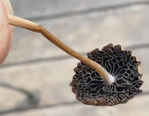 Psathyrella (Photo 2 of 4)