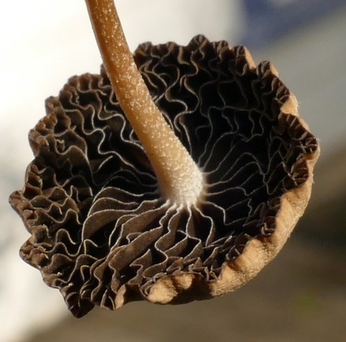 Psathyrella (Photo 3 of 4)