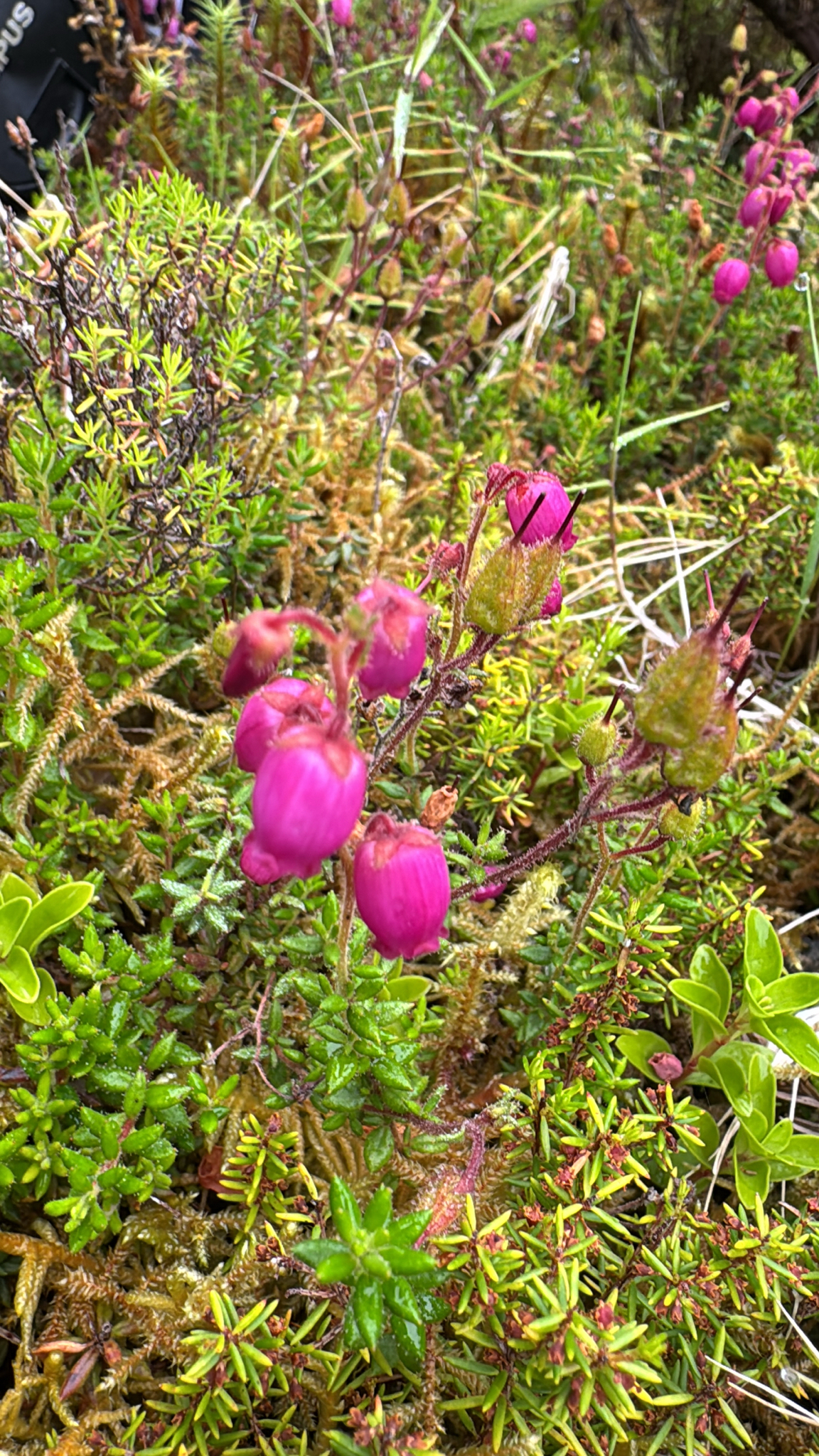 Azores Heath (Daboecia azorica)
