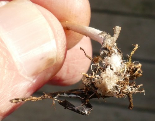 Psathyrella (Photo 4 of 4)