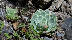 Echeveria simulans