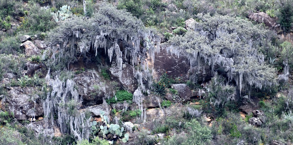 Spanish moss draped over branches
