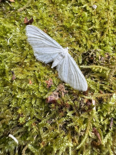 Eupithecia subfenestrata
