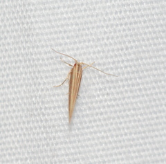 Pyroderces albistrigella