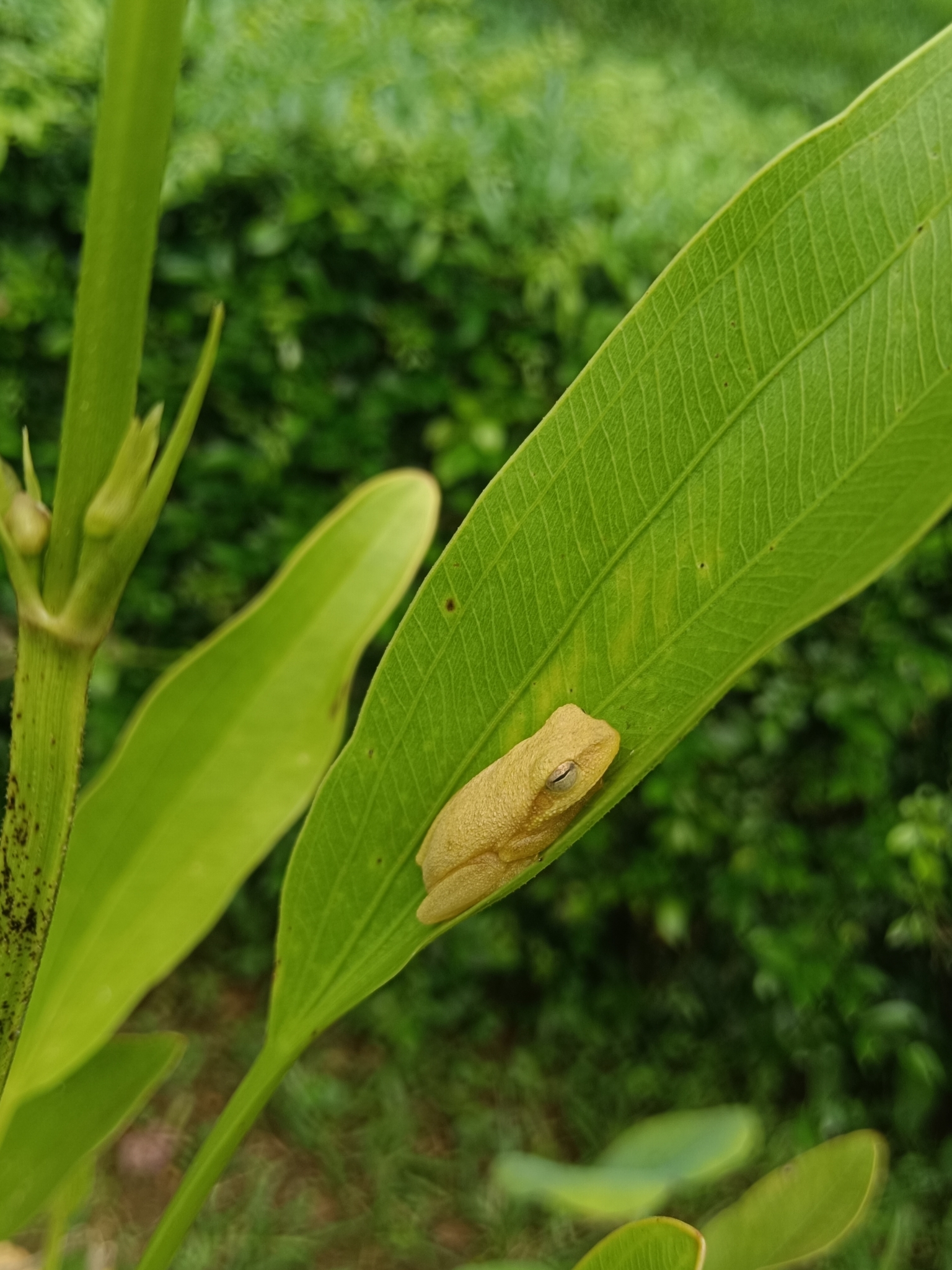 Assam Pigmy Tree Frog