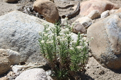 Pseudognaphalium leucocephalum