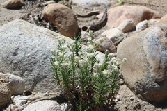 Pseudognaphalium leucocephalum