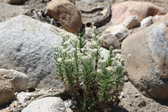 Pseudognaphalium leucocephalum