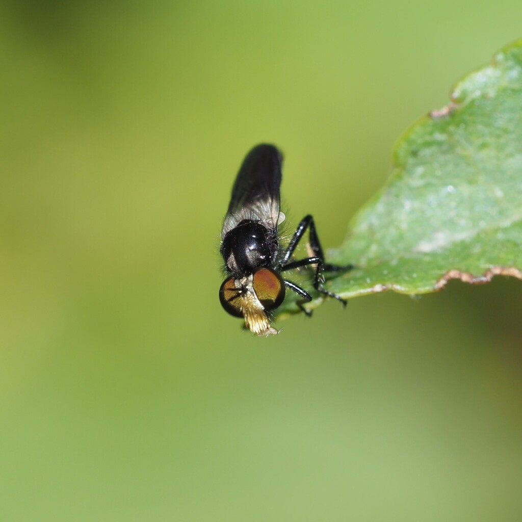Holopogon venustus