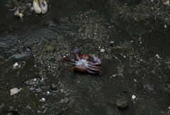 Petrolisthes tuberculosus