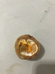 Posoqueria latifolia